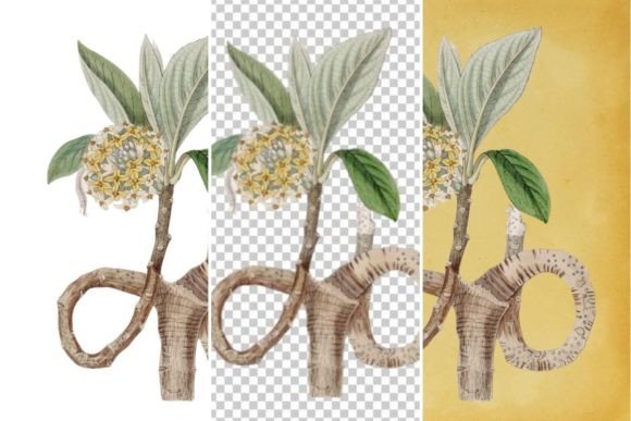 Download Vintage Flower Wall Art Printable - Vintage Collection