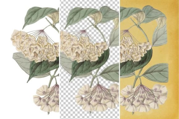 Download Vintage Flower Wall Art Printable - Vintage Collection