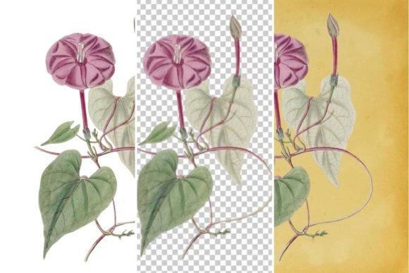 Download Vintage Flower Wall Art Printable - Vintage Collection