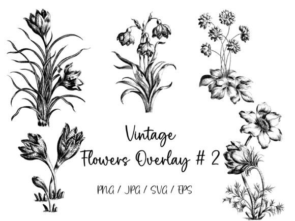Download Vintage Flowers Overlay # 2 - Vintage Collection